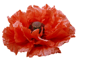 Vibrant Orange Poppy Flower PNG image with transparent background
