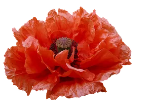 Vibrant Orange Poppy Flower PNG Image