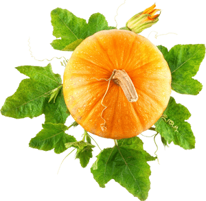 Download And Use Pumpkin Png Picture - Pumpkin Png, Transparent Png PNG