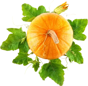 Vibrant Orange Pumpkinwith Leaves PNG Image