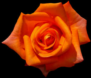 Vibrant Orange Rose Black Background.jpg PNG with transparent background