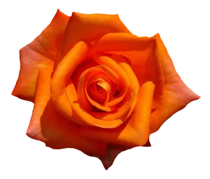 Vibrant Orange Rose PNG Image