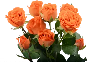 Vibrant Orange Roses Bouquet PNG Image