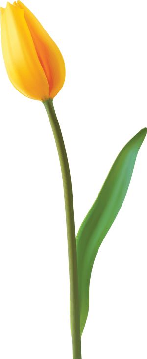 Transparent Easter Flowers Png - Png Tulip, Png Download PNG with transparent background