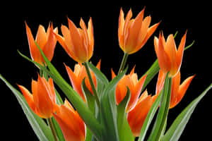 Vibrant_ Orange_ Tulips_ Black_ Background.jpg PNG image with transparent background