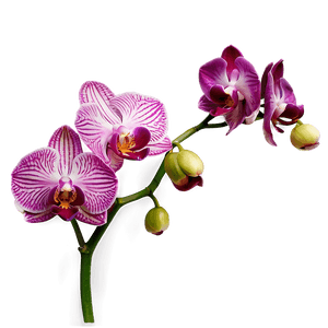 Vibrant Orchid PNG 05242024 PNG image with transparent background
