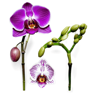 Vibrant Orchid PNG aei69 PNG image with transparent background