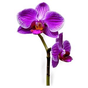 Vibrant Orchid PNG jpv66 PNG image with transparent background