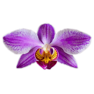 Vibrant Orchid PNG sge PNG image with transparent background