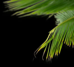 Green Tumblr Plant Png , Png Download - Transparent Tumblr Plants, Png Download PNG image with transparent background
