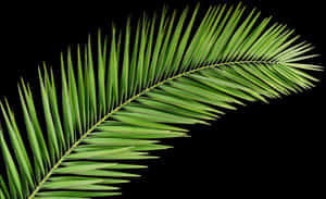 Palm Tree Png Transparent Images Free Donwload - Palm Tree Leaf Png, Png Download PNG image with transparent background