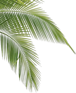 Vibrant Palm Fronds Isolated PNG Image