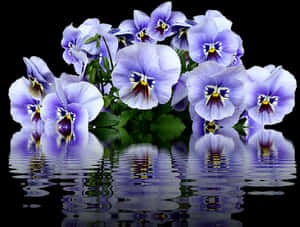 Vibrant Pansies Reflection PNG image with transparent background