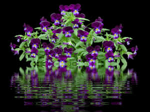 Vibrant Pansies Reflection PNG image with transparent background