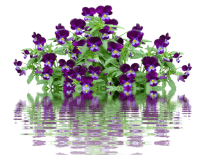 Vibrant Pansies With Water Reflection PNG image with transparent background