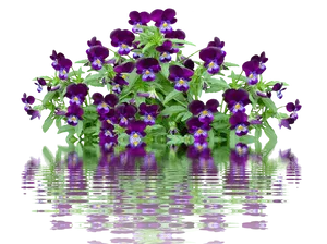 Vibrant Pansies With Water Reflection PNG Image