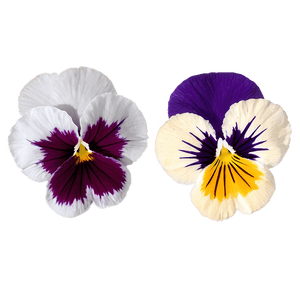 Vibrant Pansy Blossom PNG 06232024 PNG image with transparent background