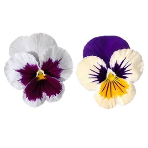 Vibrant Pansy Blossom Png 06232024 PNG Image