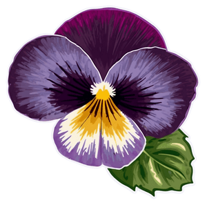 Vibrant Pansy Blossom PNG sfs PNG image with transparent background