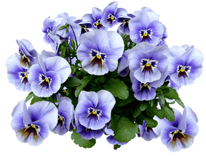 Vibrant Pansy Bouquet.png PNG image with transparent background