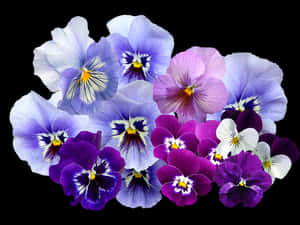 Vibrant_ Pansy_ Collection PNG image with transparent background