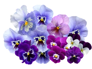 Vibrant_ Pansy_ Collection PNG Image