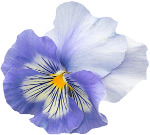 Vibrant Pansy Flower Isolated.png PNG image with transparent background