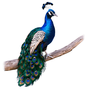Vibrant Peacock Colors PNG uln54 PNG image with transparent background