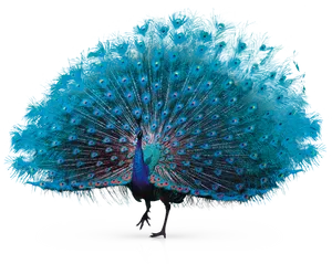 Vibrant Peacock Display PNG Image