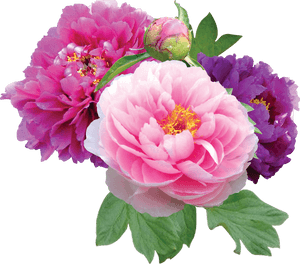 Peonies Png File - Peony Png, Transparent Png PNG with transparent background