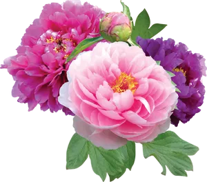 Vibrant Peony Blooms Transparent Background.png PNG Image