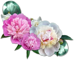 Vibrant_ Peony_ Blossoms_ Transparent_ Background.png PNG Image