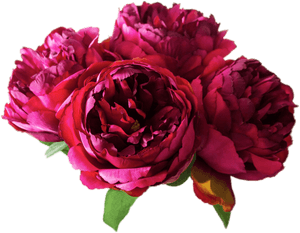 Peonies - Peony Png Transparent, Png Download PNG with transparent background