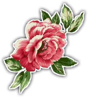 Common Peony , Transparent Cartoons - Common Peony, HD Png Download PNG with transparent background