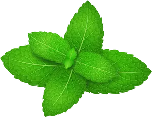 Vibrant Peppermint Leaves PNG Image