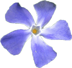Periwinkle, HD Png Download PNG image with transparent background