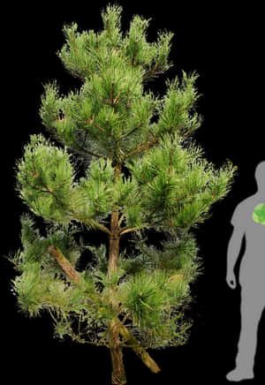 Tall Pine Tree Silhouette Png For Kids Skinny Tree - Pinus Tree Png, Transparent Png PNG