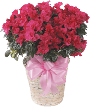 New Berlin, HD Png Download PNG image with transparent background