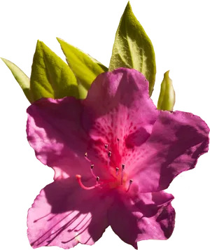 Vibrant Pink Azalea Bloom PNG Image