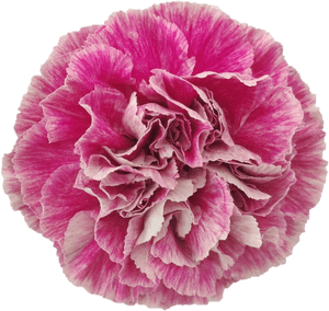 Antigua 1a6d814af Fdd5 3f95 34b3 1e4e5d7288bd - Carnation, HD Png Download PNG image with transparent background