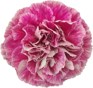 Vibrant Pink Carnation Flower.png PNG Image