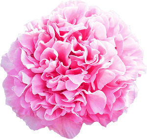Carnation Png, Transparent Png PNG image with transparent background