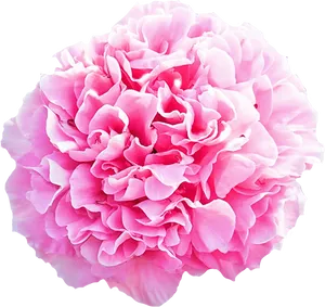 Vibrant Pink Carnation Flower.png PNG Image