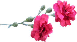 Carnation, Stem, Flowers - Carnation Flower Png, Transparent PNG with transparent background