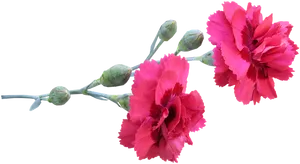 Vibrant Pink Carnations Transparent Background PNG Image