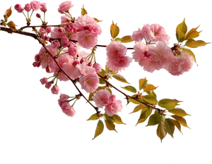 Vibrant Pink Cherry Blossoms Branch PNG Image