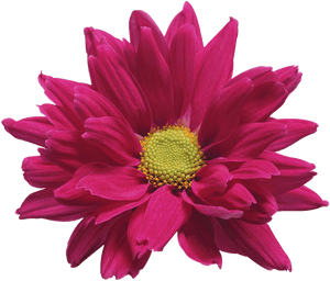 Chrysanthemum Png Pic - Chrysanthemum Red Transparent Background, Png Download PNG image with transparent background