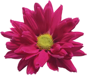 Vibrant Pink Chrysanthemum Flower PNG Image