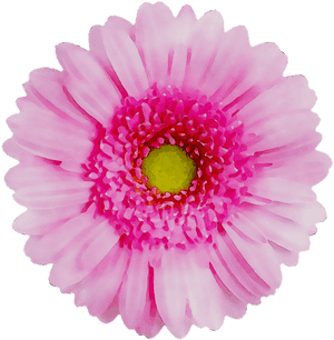 Flower Yellow Transvaal Chrysanthemum Daisy Red Clipart - Transparent Background Transparent Flowers, HD Png Download PNG image with transparent background