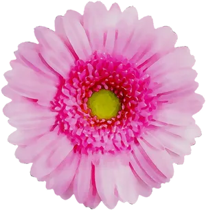 Vibrant Pink Chrysanthemum Flower PNG Image